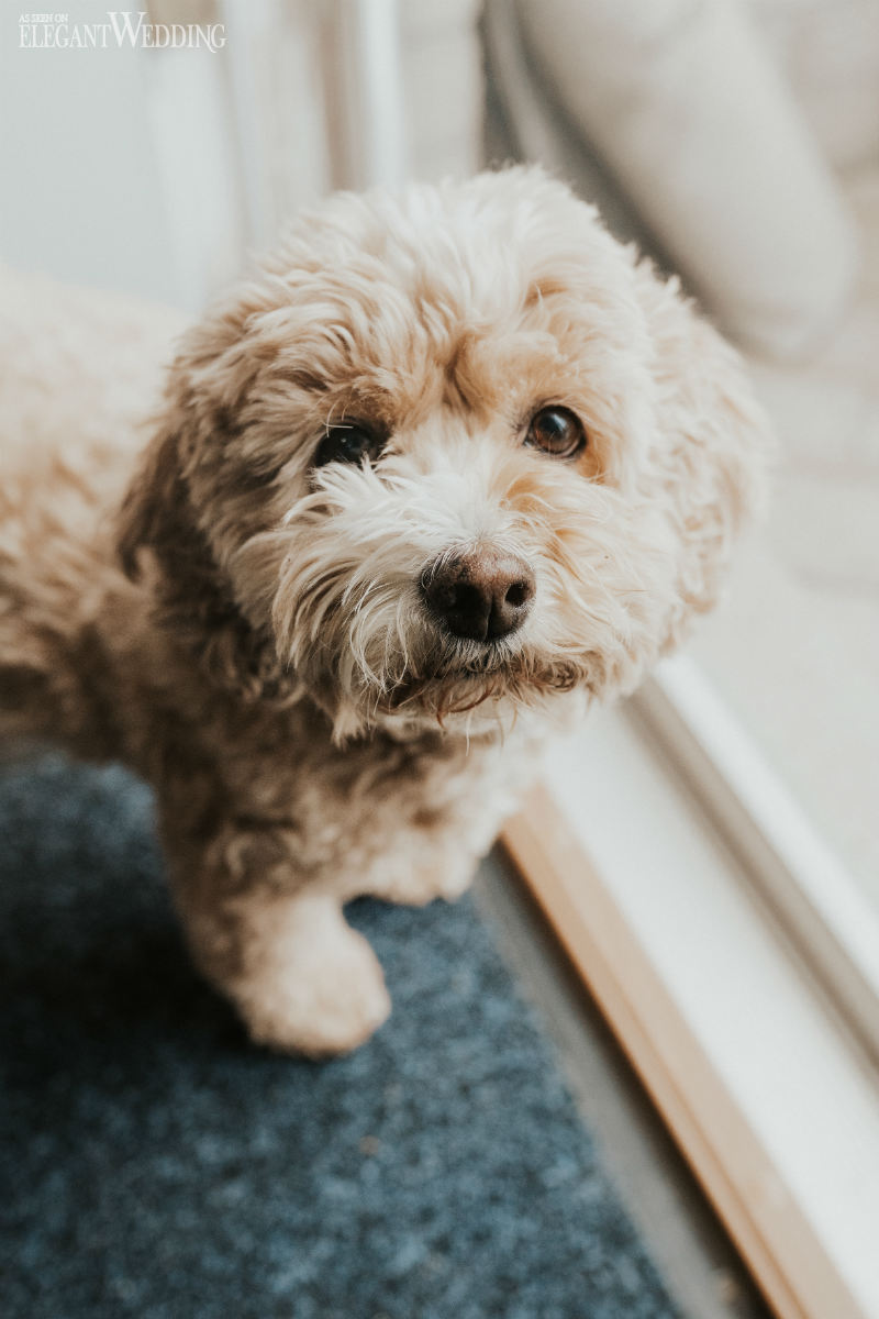 jessica douglas photography10 bring your pet at your wedding