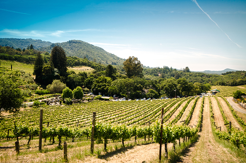 trent-erwin-sj4M_cwUGB0-unsplash vineyard wedding