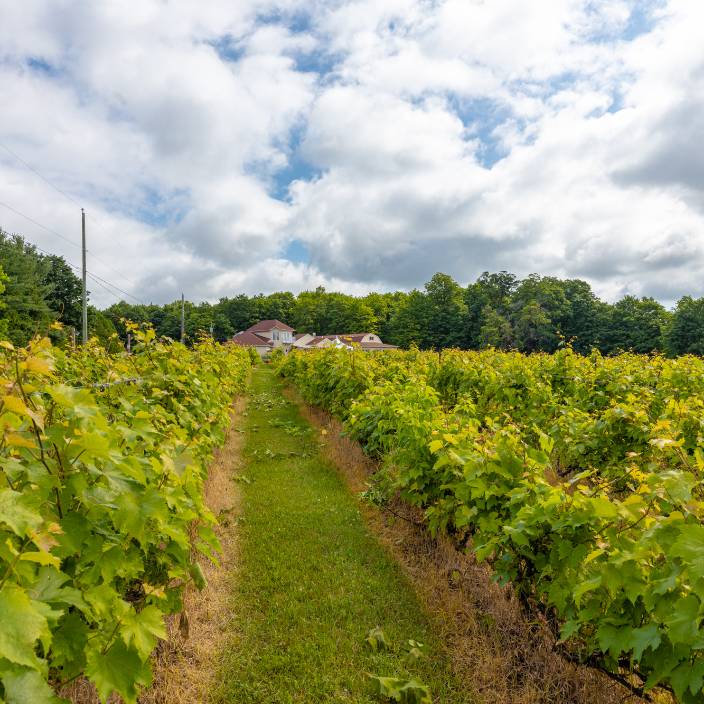 BULLERIE-VINYARD Discover La Bullerie: A Hidden Gem for Unforgettable Experiences